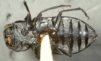 Media type: image;   Entomology 33792 Aspect: habitus ventral view